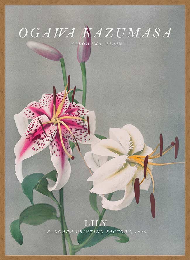 Lily 3 Ogawa Kazumasa Flowers Print