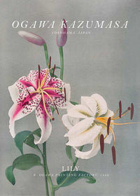 Lily 3 Ogawa Kazumasa Flowers Print