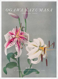 Lily 3 Ogawa Kazumasa Flowers Print