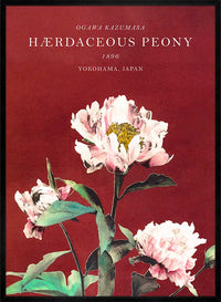 Hærdaceous Peony Ogawa Kazumasa Flowers Print