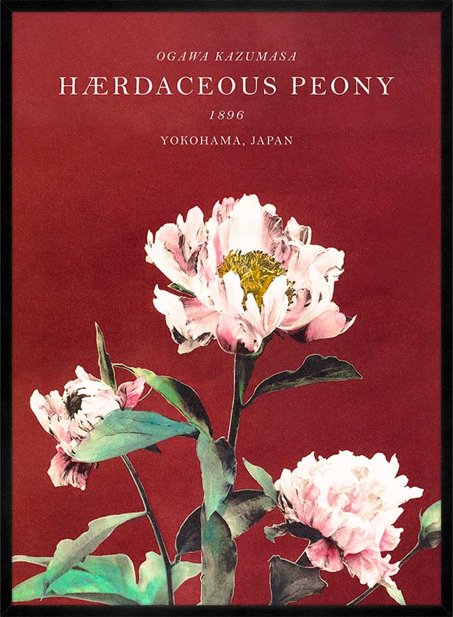 Hærdaceous Peony Ogawa Kazumasa Flowers Print