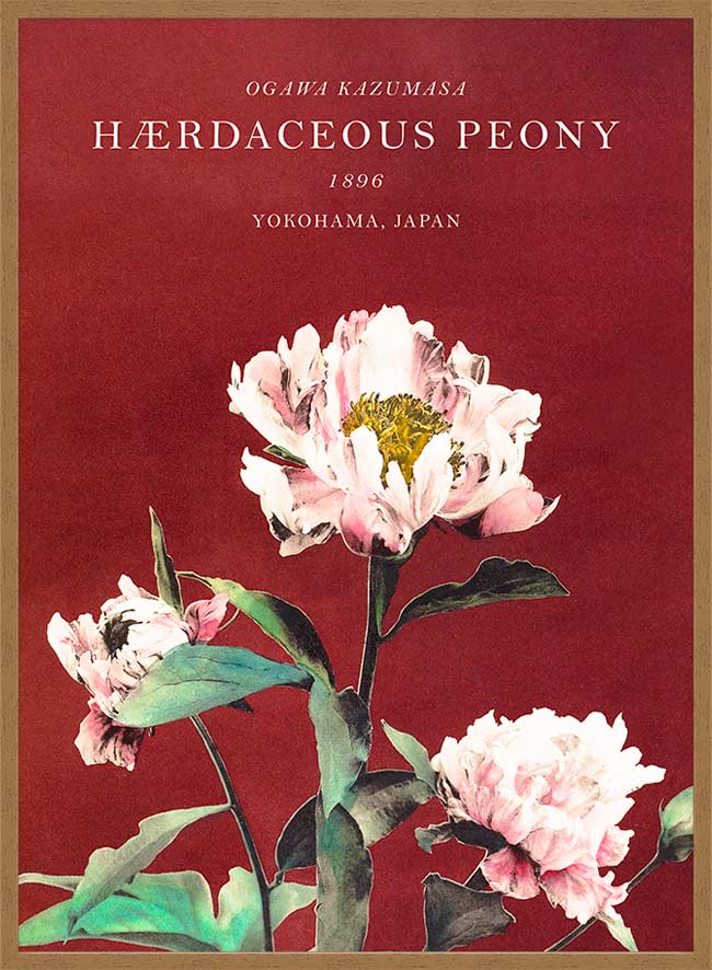 Hærdaceous Peony Ogawa Kazumasa Flowers Print