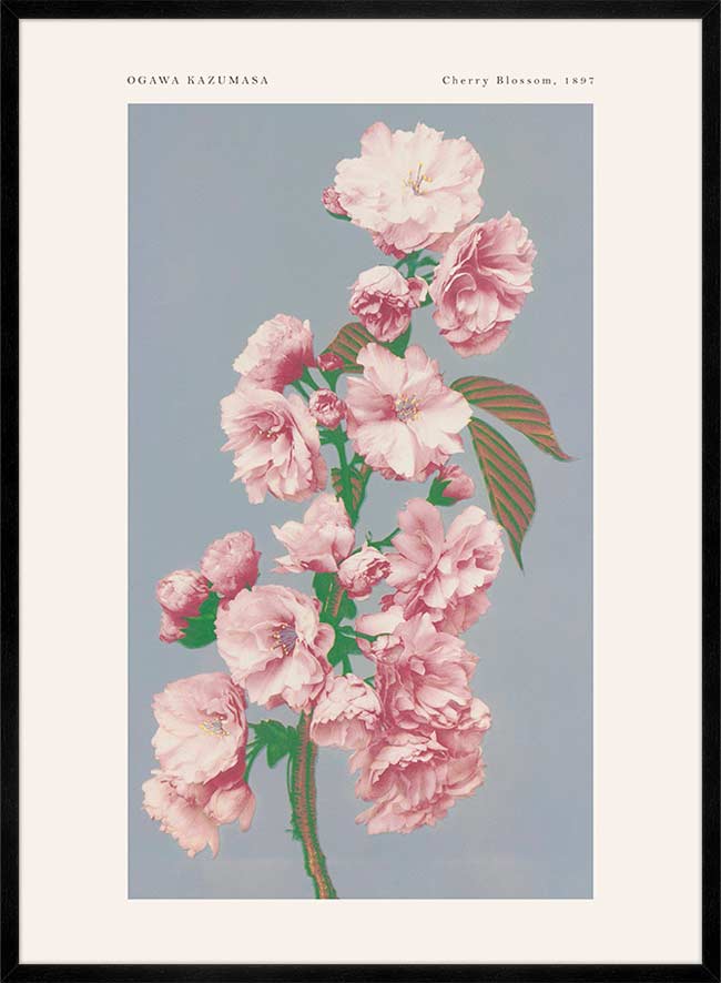 Cherry Blossom Ogawa Kazumasa Flowers Print