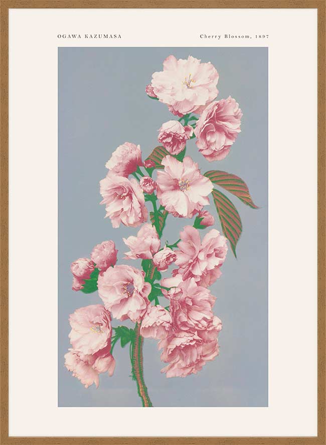 Cherry Blossom Ogawa Kazumasa Flowers Print