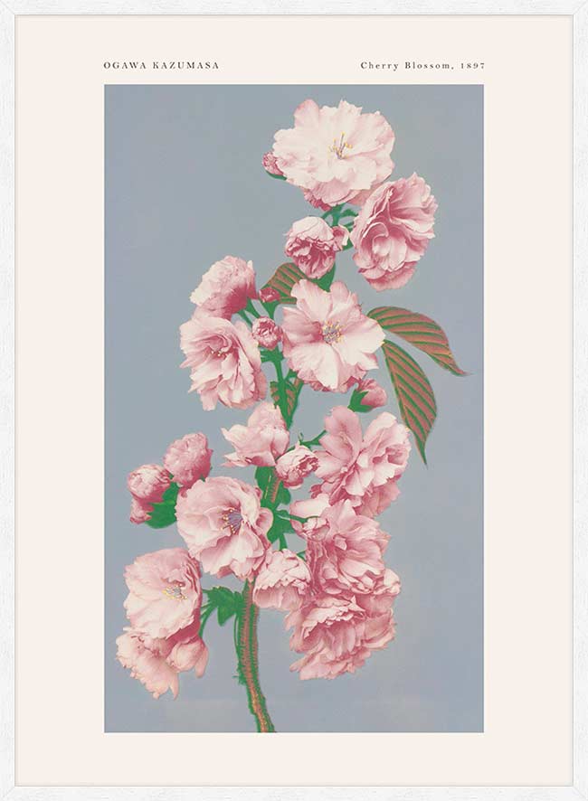 Cherry Blossom Ogawa Kazumasa Flowers Print