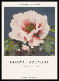 Tree Peony Ogawa Kazumasa Flowers Print