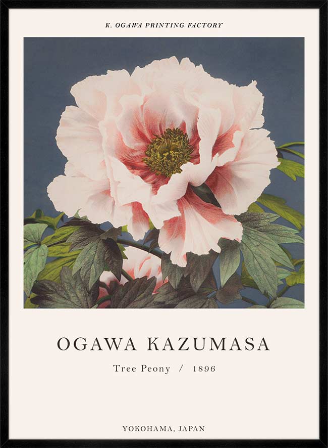 Tree Peony Ogawa Kazumasa Flowers Print