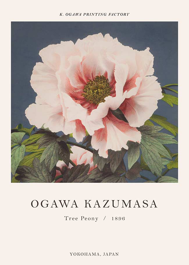 Tree Peony Ogawa Kazumasa Flowers Print