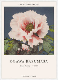Tree Peony Ogawa Kazumasa Flowers Print