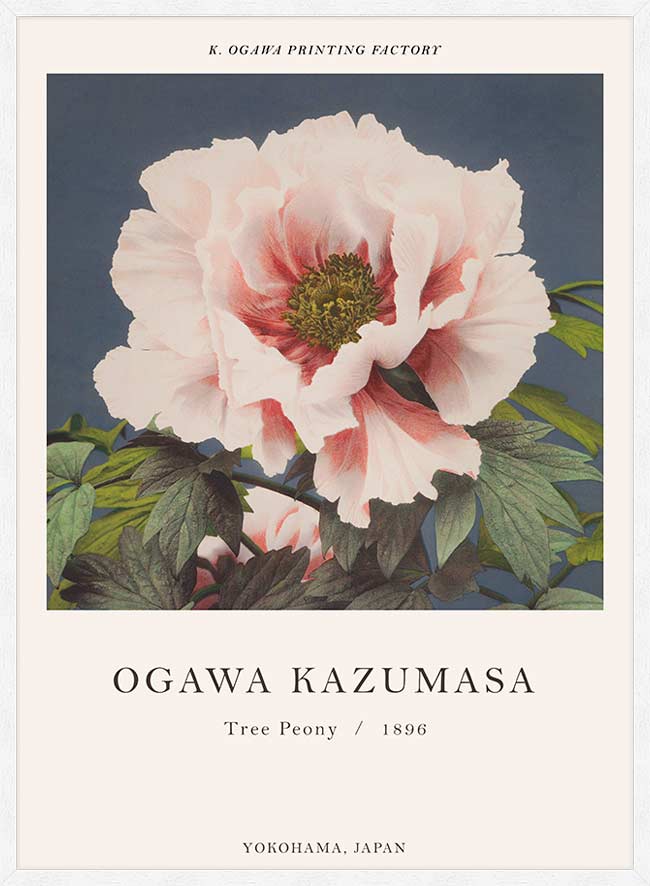 Tree Peony Ogawa Kazumasa Flowers Print