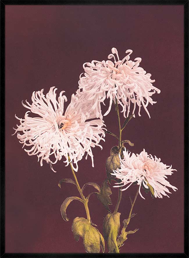 Chrysanthemum Ogawa Kazumasa Flowers Print