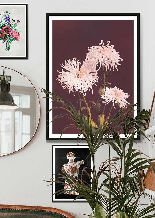 Chrysanthemum Ogawa Kazumasa Flowers Print