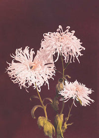 Chrysanthemum Ogawa Kazumasa Flowers Print