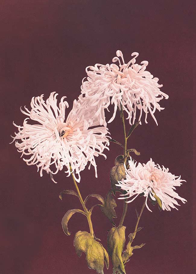 Chrysanthemum Ogawa Kazumasa Flowers Print