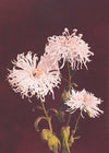 Chrysanthemum Ogawa Kazumasa Flowers Print