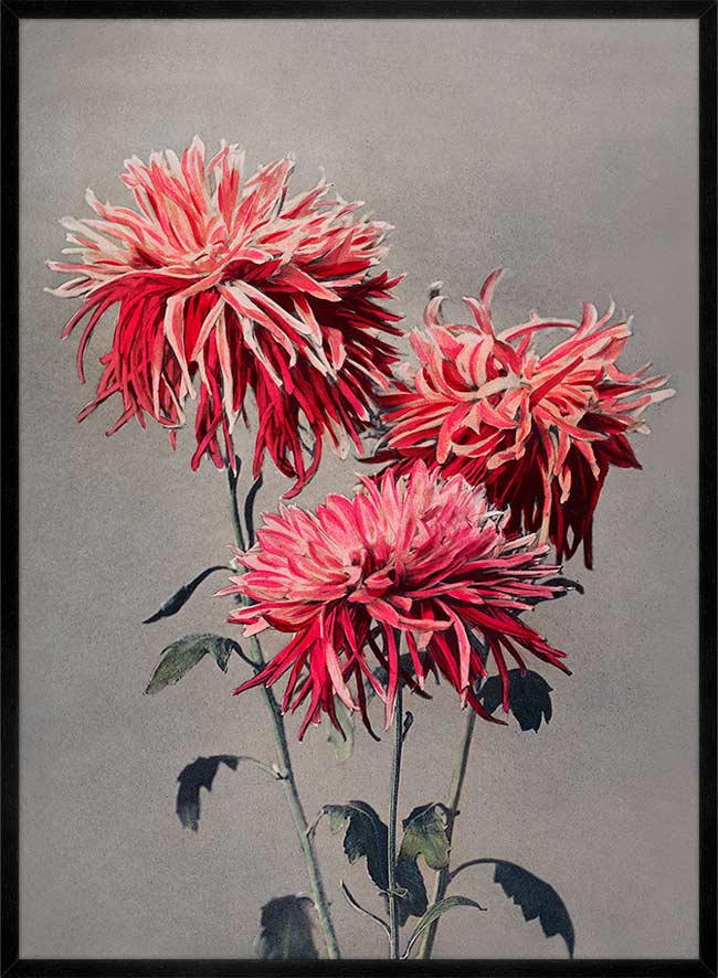 Asa-dsuma-bune Ogawa Kazumasa Flowers Print