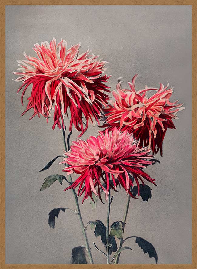 Asa-dsuma-bune Ogawa Kazumasa Flowers Print