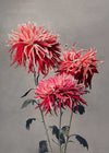 Asa-dsuma-bune Ogawa Kazumasa Flowers Print