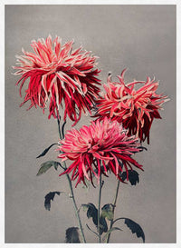 Asa-dsuma-bune Ogawa Kazumasa Flowers Print
