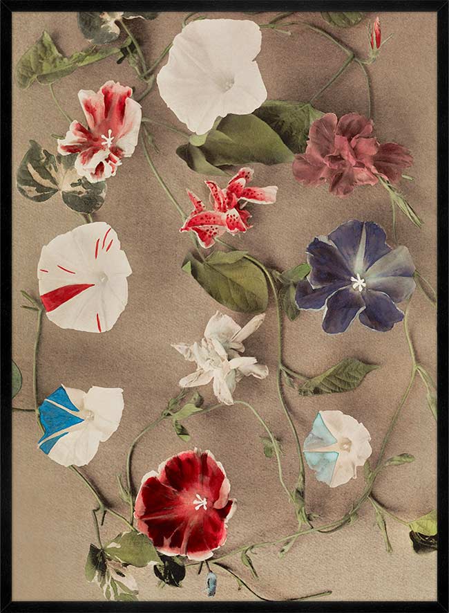 Group of Morning Glories Ogawa Kazumasa Flowers Print