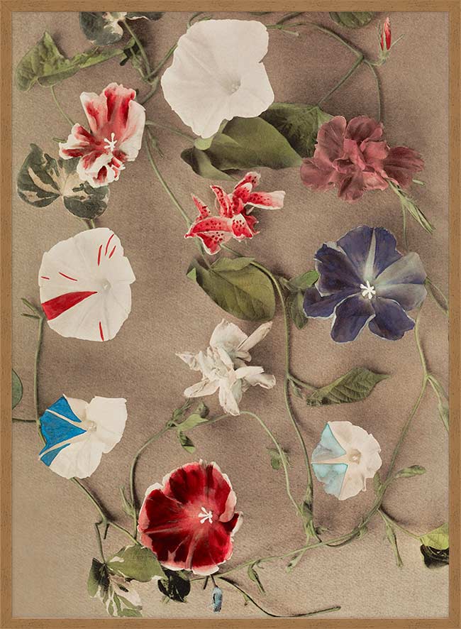 Group of Morning Glories Ogawa Kazumasa Flowers Print