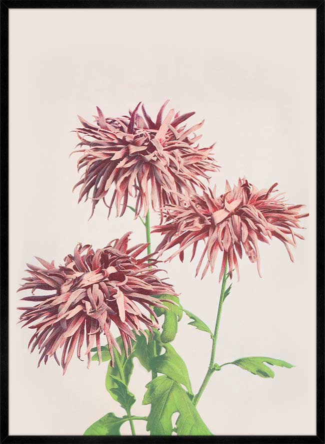 Three Pink Chrysanthemums Ogawa Kazumasa Flowers Print