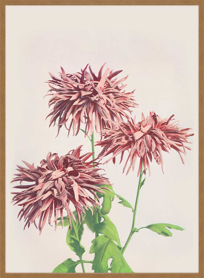 Three Pink Chrysanthemums Ogawa Kazumasa Flowers Print