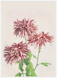 Three Pink Chrysanthemums Ogawa Kazumasa Flowers Print