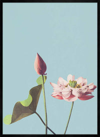 Lotus Flower Ogawa Kazumasa Flowers Print