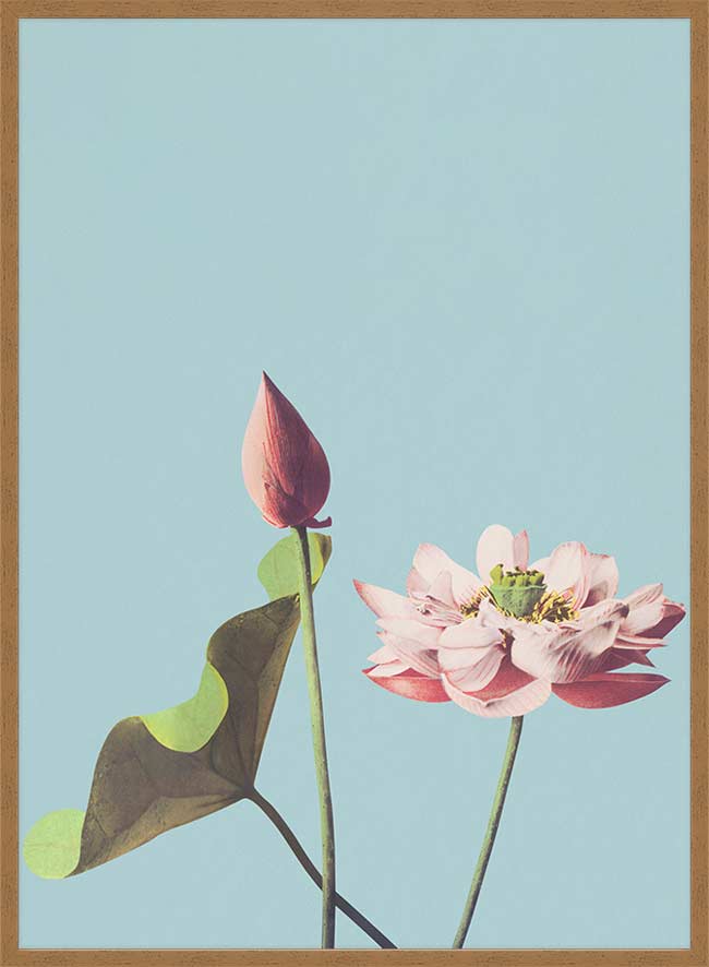 Lotus Flower Ogawa Kazumasa Flowers Print