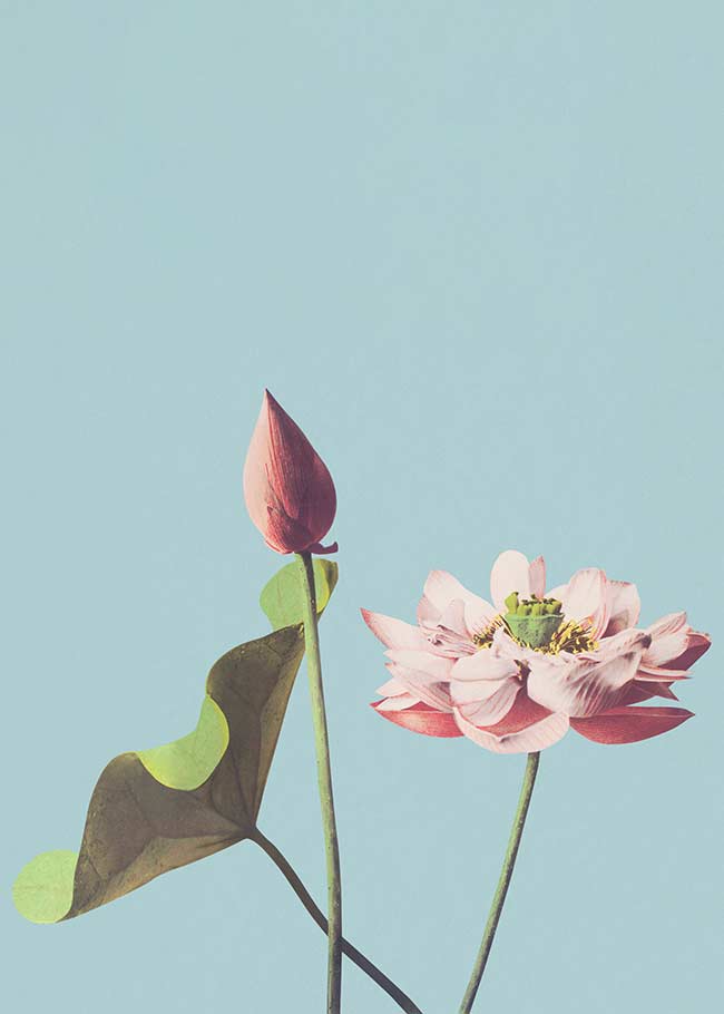 Lotus Flower Ogawa Kazumasa Flowers Print