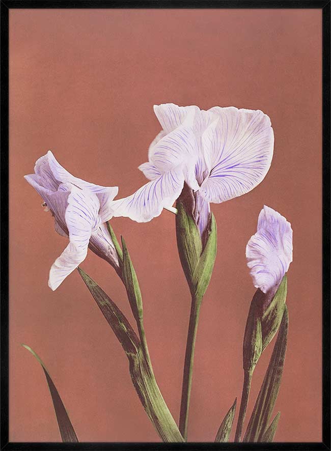 Iris Kaempferi Ogawa Kazumasa Flowers Print