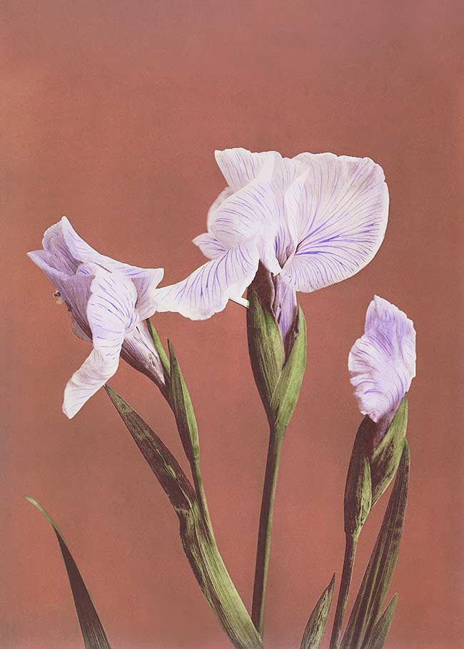 Iris Kaempferi Ogawa Kazumasa Flowers Print