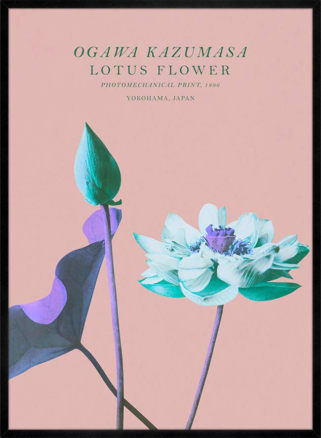 Lotus Flower Inverted Ogawa Kazumasa Flowers Print