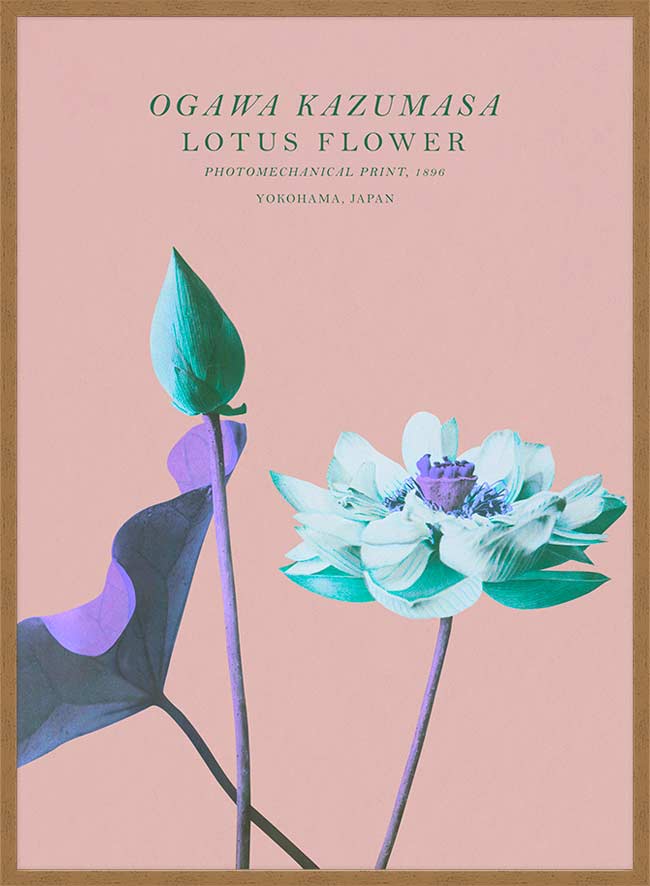 Lotus Flower Inverted Ogawa Kazumasa Flowers Print