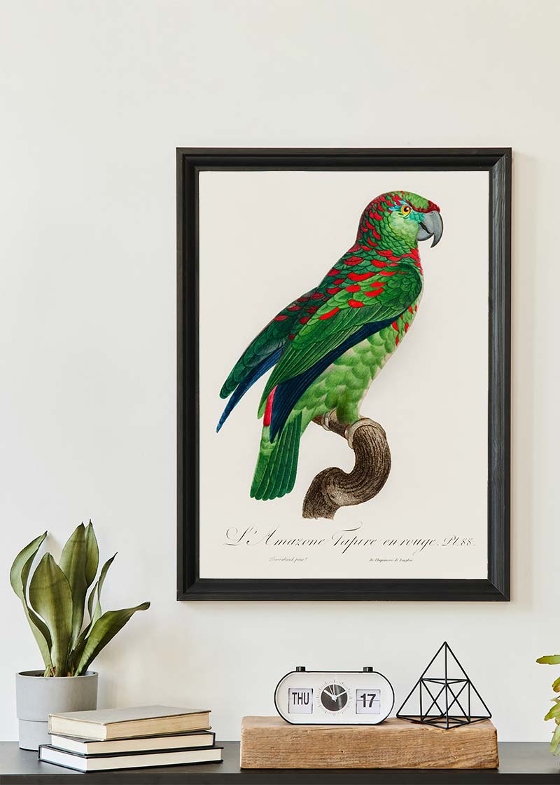 Turquoise Fronted Amazon Parrot Bird Print