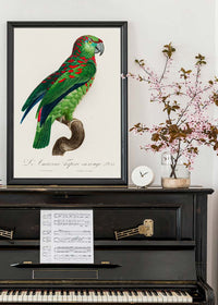 Turquoise Fronted Amazon Parrot Bird Print