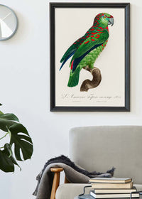 Turquoise Fronted Amazon Parrot Bird Print