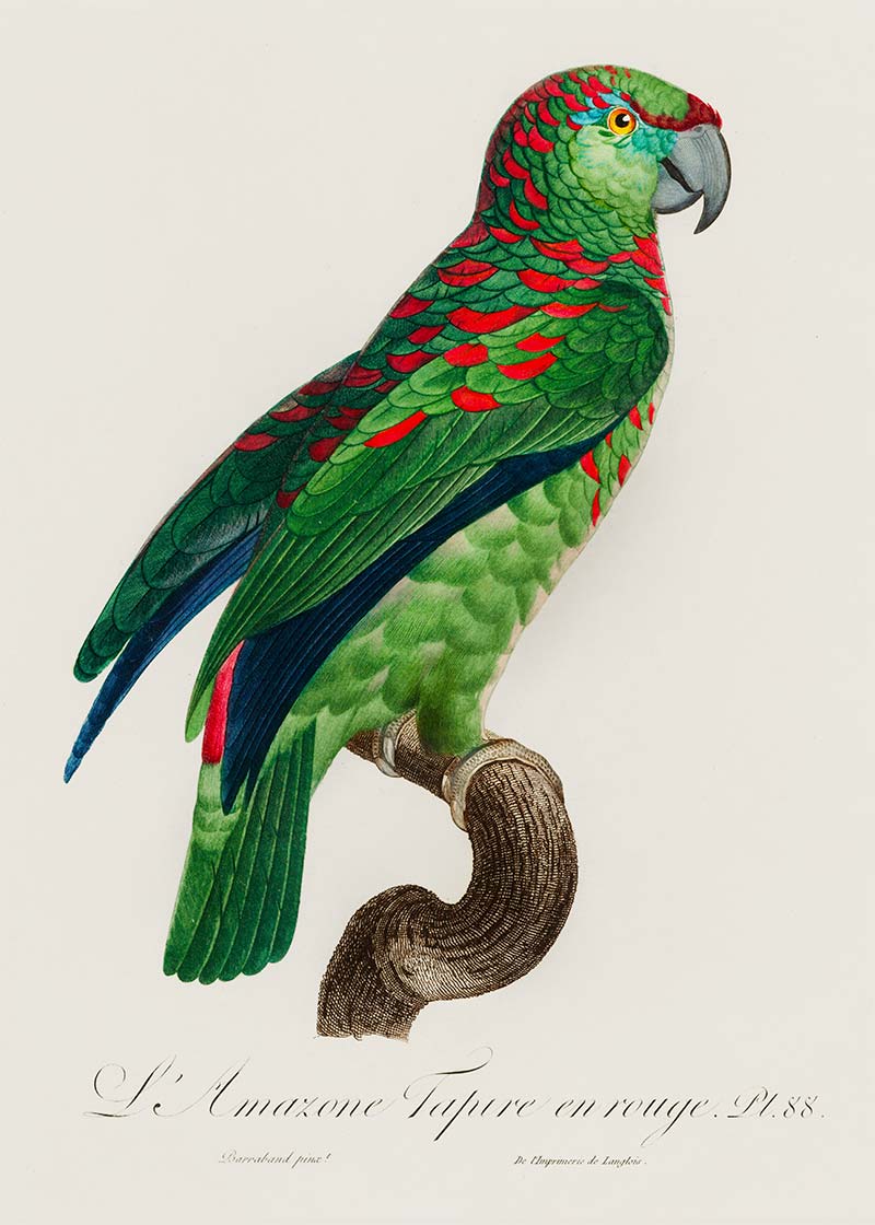 Turquoise Fronted Amazon Parrot Bird Print