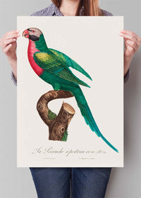 Red Breasted Parakeet Parrot Bird Print