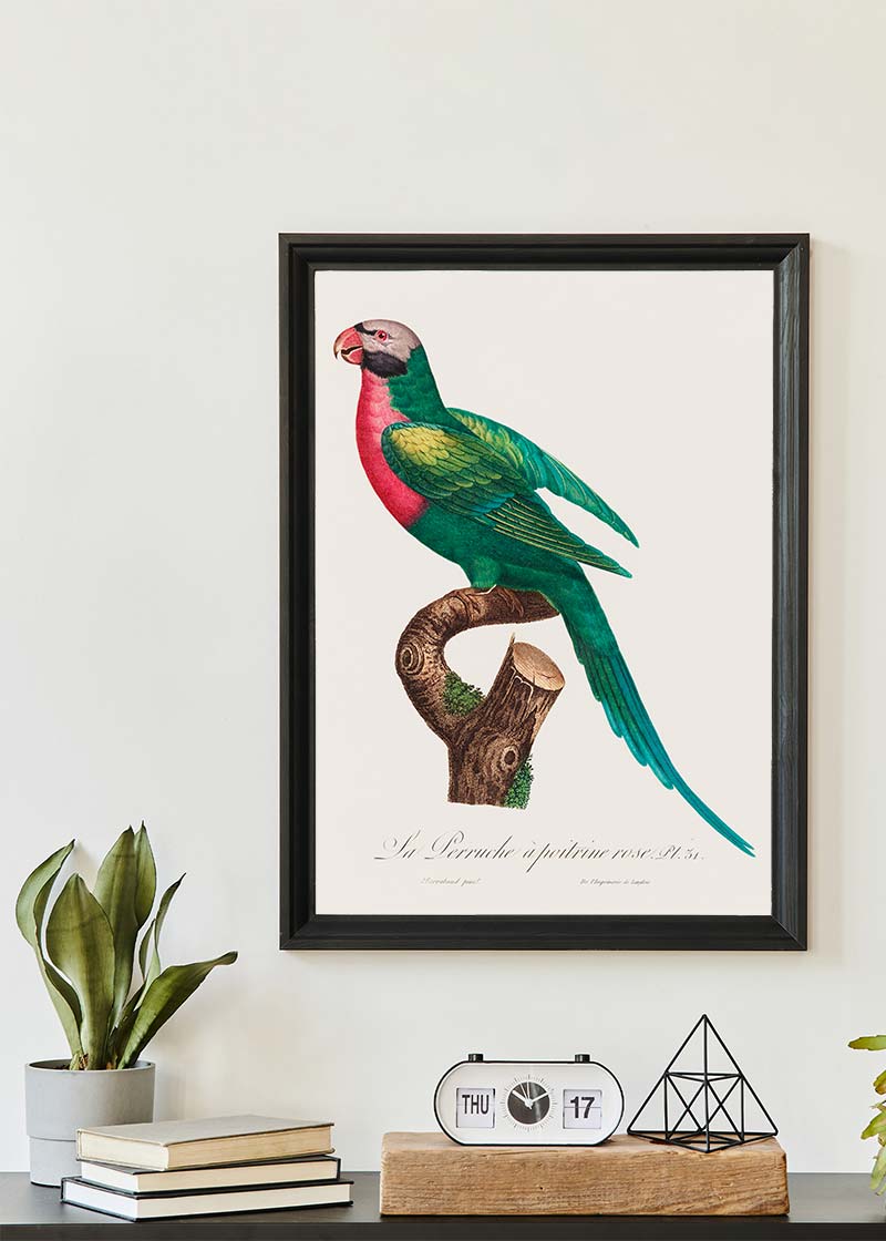 Red Breasted Parakeet Parrot Bird Print