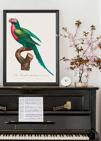 Red Breasted Parakeet Parrot Bird Print