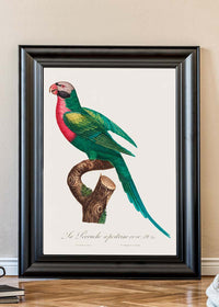 Red Breasted Parakeet Parrot Bird Print