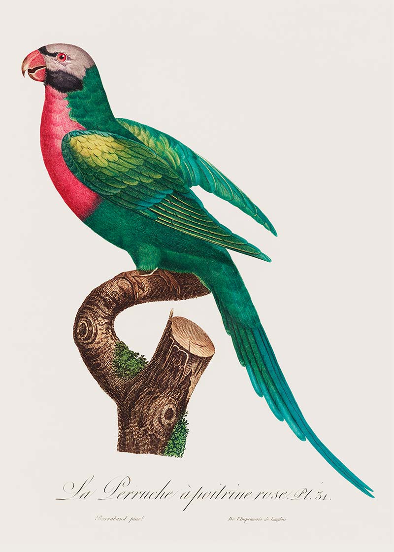 Red Breasted Parakeet Parrot Bird Print