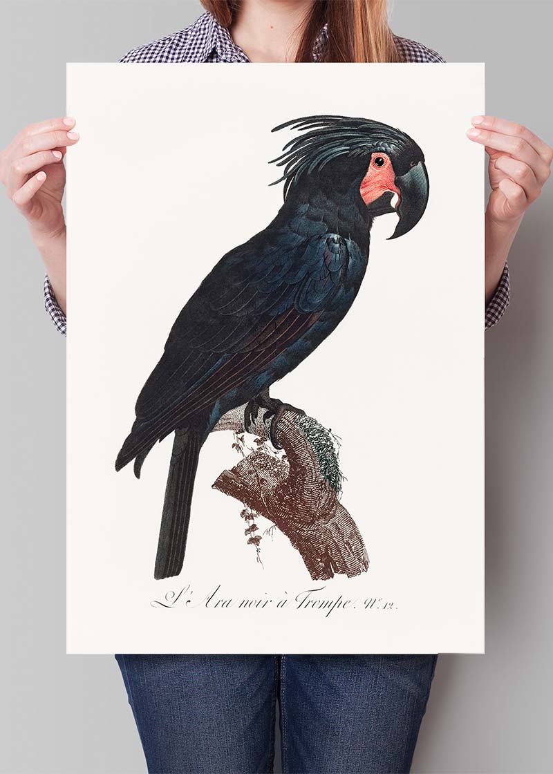 Palm Cockatoo Parrot Bird Print