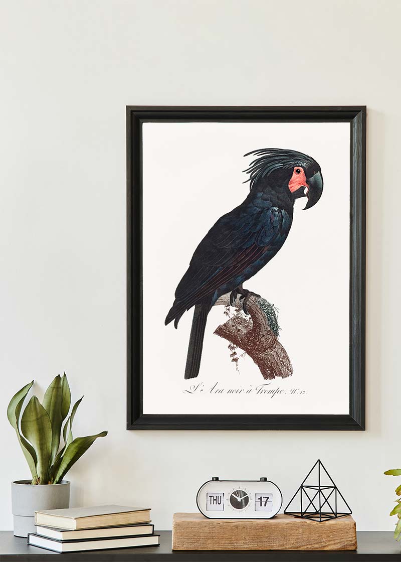 Palm Cockatoo Parrot Bird Print