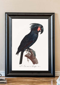 Palm Cockatoo Parrot Bird Print