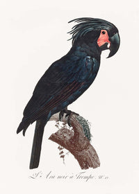 Palm Cockatoo Parrot Bird Print