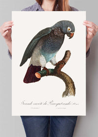 Grey Parrot Bird Print