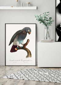 Grey Parrot Bird Print